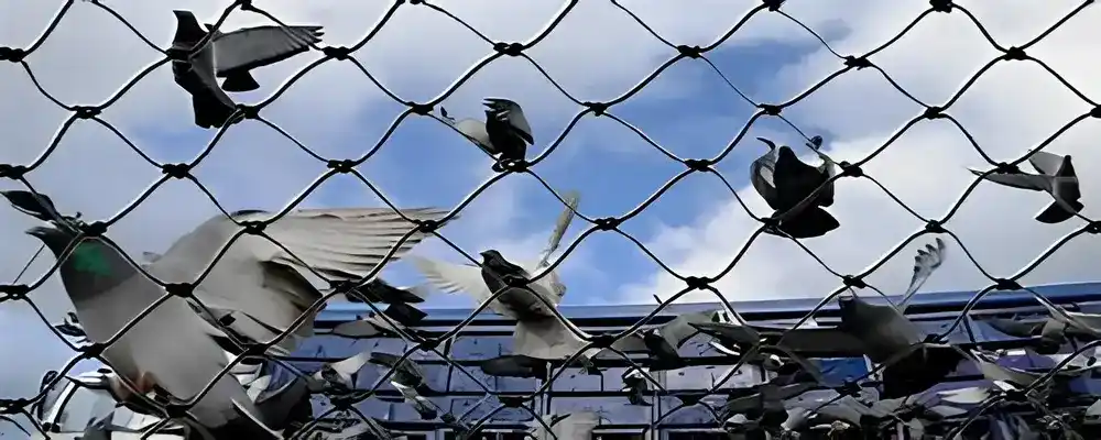 Supreme Netting Net for Pigeons in Nizampet, Kokapet, LB Nagar, Hyderabad, Hi-Tech City, Manikonda, Jubilee Hills, Secunderabad, Khairatabad, Kukatpally, Banjara Hills, Ameerpet, Miyapur, Gachibowli