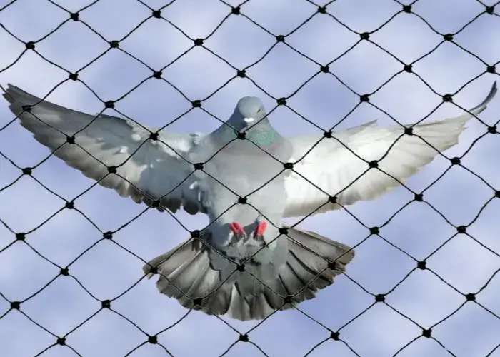 Supreme Netting Pigeon Netting Services in Karimnagar, Ramagundam, Suryapet, Nalgonda, Warangal, Khammam, Mahbubnagar, Medchal–Malkajgiri, Adilabad, Nizamabad