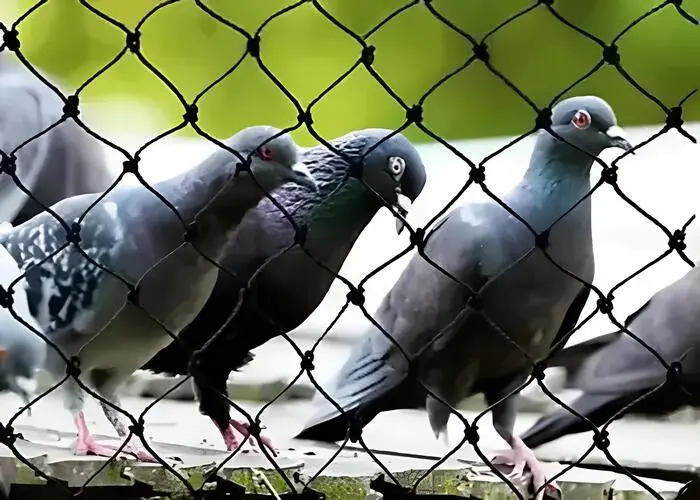 Supreme Netting Pigeon Safety Nets in Hyderabad, Nizampet, Kokapet, LB Nagar, Kompally, Miyapur, Hyderabad, Manikonda, Khairatabad, Banjara Hills, Hi-Tech City, Kukatpally, Secunderabad, Gachibowli