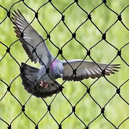 Supreme Netting Pigeon Safety Nets in Alwal, Bowenpally, Nizampet, Kokapet, Gandipet, Narsingi, Tellapur, Shaikpet, Khajaguda, Manikonda, Nanakramguda, Osmannagar, Fincial District and Gachibowli